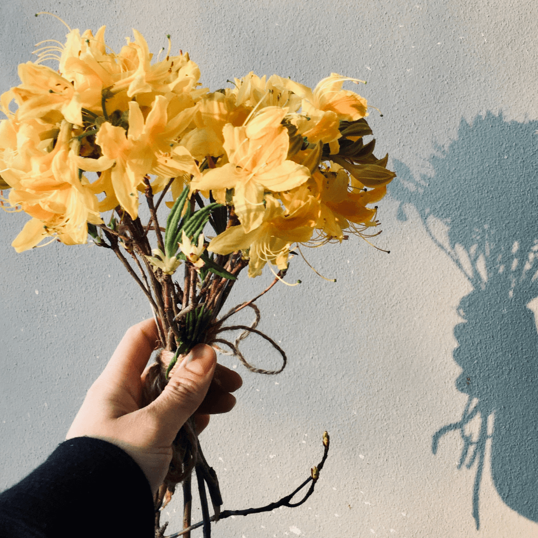 Orquídeas
